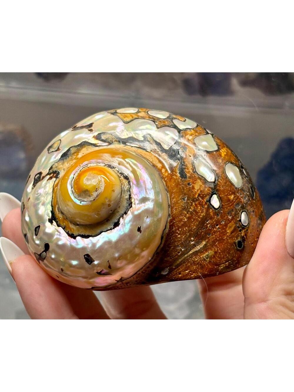 AAA + Philippine Pearl Turbo Shell | Natural Mother of Pearl Seashell |